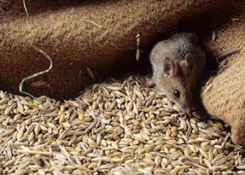 За інформацією радника міністра МВС у Чорткові «миші з’їли» 150 вагонів зерна