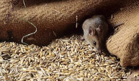 За інформацією радника міністра МВС у Чорткові «миші з’їли» 150 вагонів зерна