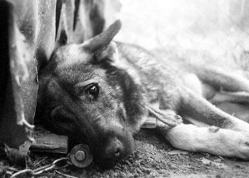 На Тернопільщині зооактивісти воюють з чоловіком, який хоче відстріляти безпритульних тварин