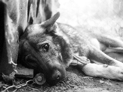 На Тернопільщині зооактивісти воюють з чоловіком, який хоче відстріляти безпритульних тварин