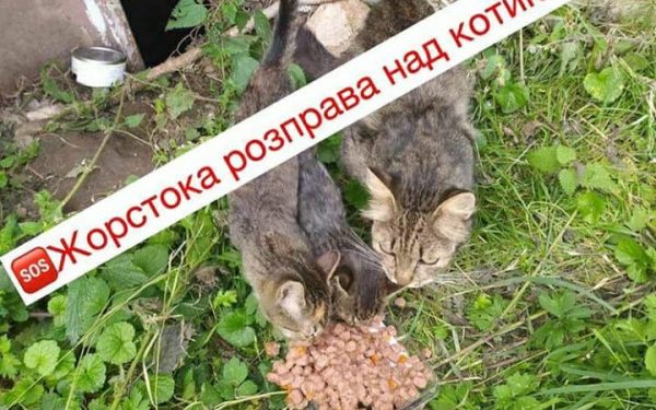 У Тернополі виявили кульок з мертвими кошенятами