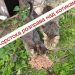 У Тернополі виявили кульок з мертвими кошенятами