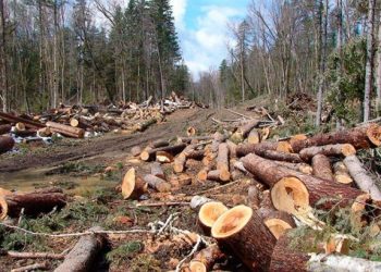 На Тернопільщині виявили масштабну незаконну вирубку лісу