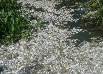 В українських заповідниках масово вимирає риба