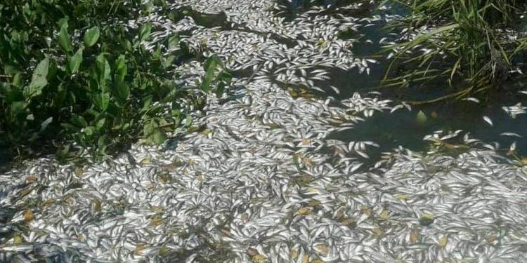 В українських заповідниках масово вимирає риба