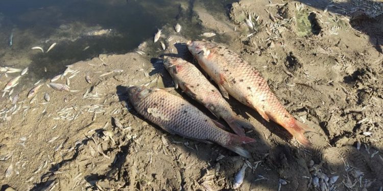 Не через гній, а через брак кисню. На Тернопільщині встановили чому гине риба в ставі (Відео)