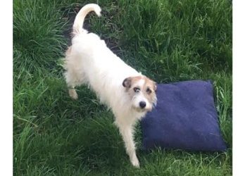 У Тернополі розшукують “Люсю”: обіцяють винагороду – 15000 грн (Фото)