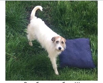 У Тернополі розшукують “Люсю”: обіцяють винагороду – 15000 грн (Фото)