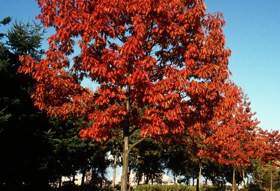 Директора лісгоспу будуть судити через зрубані червоні дуби