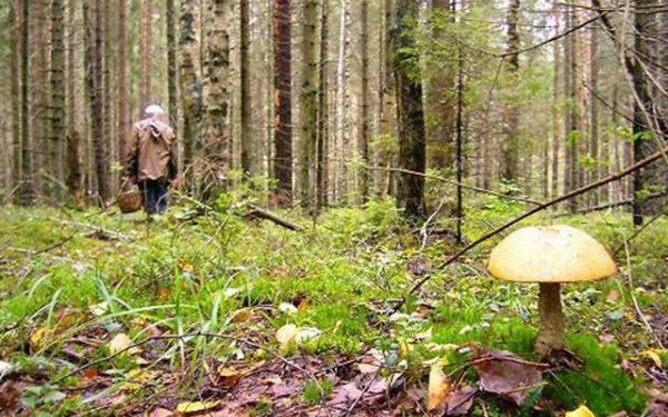 На Тернопільщині розшукали чоловіка, який пішов по гриби і пропав