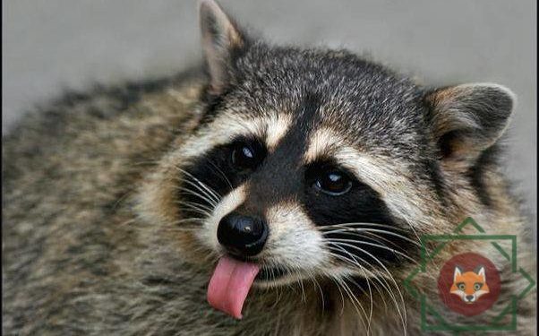 Ні тварини, ні грошей, або як тернополянин єнота через інтернет купував