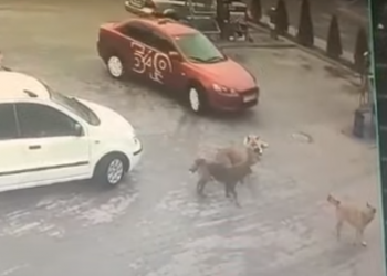 У Тернополі таксист переїхав собаку (Відео)