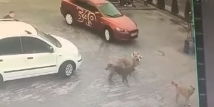 У Тернополі таксист переїхав собаку (Відео)