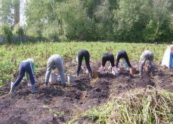 Судили чоловіка з Тернопільщини, який з діагнозом ковід поїхав копати картоплю