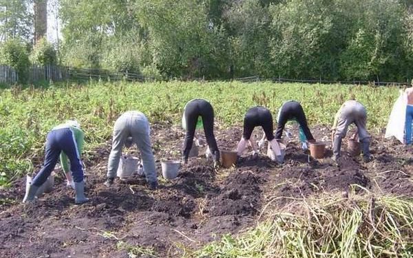 Судили чоловіка з Тернопільщини, який з діагнозом ковід поїхав копати картоплю