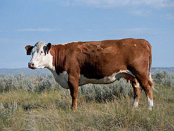 На Тернопільщині водій збив корову, а тварина травмувала свого господаря