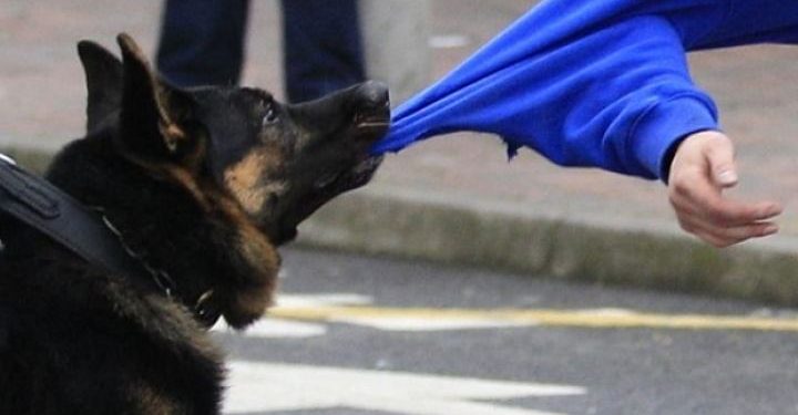 На Тернопільщині жінка потрапила до лікарні через напад собаки