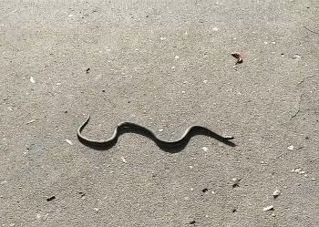 “Природа оживає”: у тернопільському парку побачили змію (Відео)