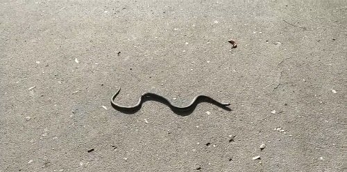 “Природа оживає”: у тернопільському парку побачили змію (Відео)