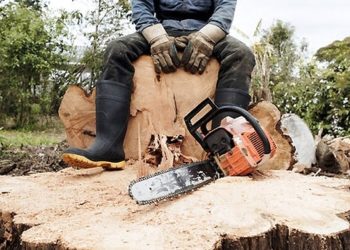 На Тернопільщині незаконно вирубують ліс