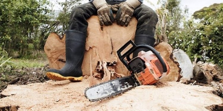 На Тернопільщині незаконно вирубують ліс