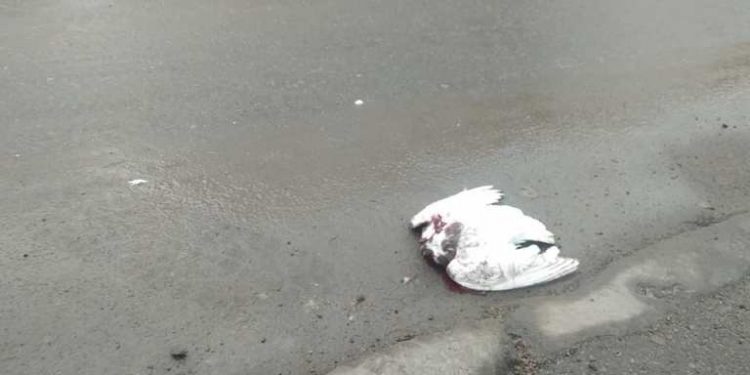 “Відкрутили голову і викинули”: жорстокість деяких тернополян просто вражає (Фото)