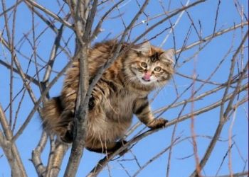 Скажений кіт покусав жителькок Тернопільщини