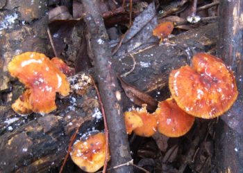 На Тернопільщині посеред зими ростуть їстівні гриби (Фото)