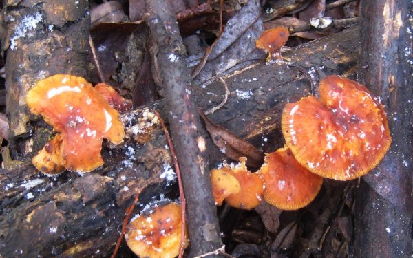 На Тернопільщині посеред зими ростуть їстівні гриби (Фото)