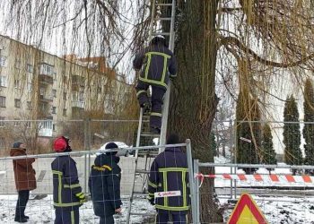 У Тернополі викликали рятувальників, бо котеня не могло злізти з дерева (Фото)