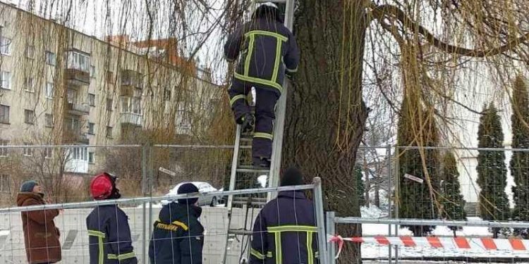 У Тернополі викликали рятувальників, бо котеня не могло злізти з дерева (Фото)