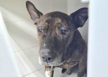 Помер Бєня, якому тернополяни збирали кошти на лікування (Фото)