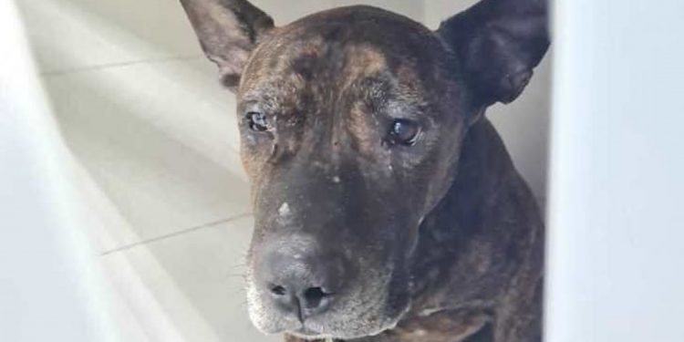 Помер Бєня, якому тернополяни збирали кошти на лікування (Фото)