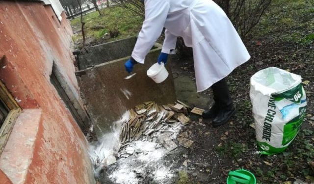 У Тернополі у дворах, де блукала скажена лисиця, проводять дезінфекцію