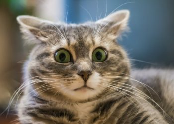 У Труша прийняли рішення вакцинувати всіх котів і собак Тернопільщини