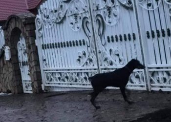 Біля Тернополя доберман напав на хлопчика (Фото)