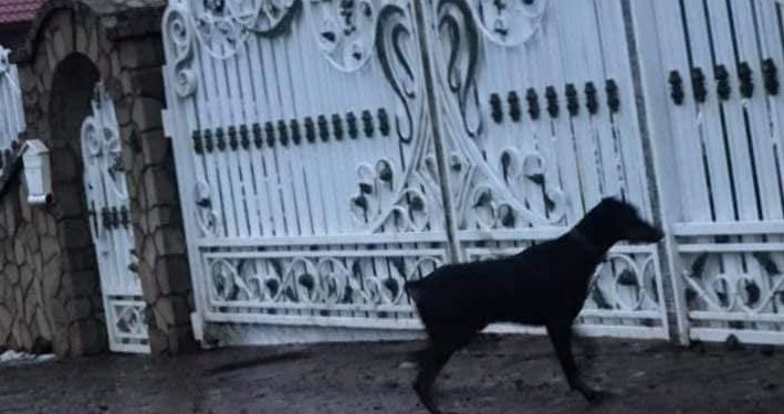 Біля Тернополя доберман напав на хлопчика (Фото)