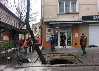 У Тернополі дерево провалилося під асфальт – офіційна причина (Фото)
