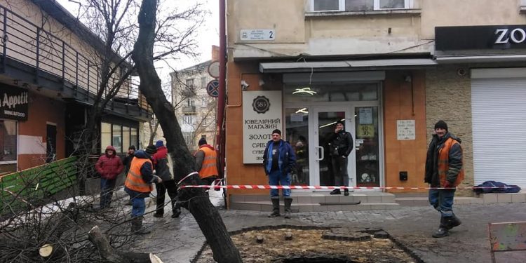 У Тернополі дерево провалилося під асфальт – офіційна причина (Фото)