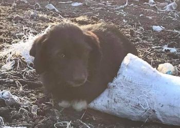 “Вивезли собачку у мішку”: на Тернопільщині невідомі познущалися з тварини (Фото, Відео)