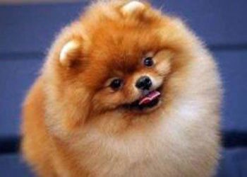 Собака “в мішку”: тернополянка втратила чималі гроші через аферу