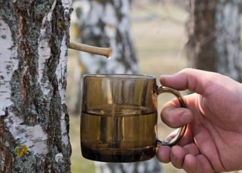 За збір березового соку у парках і скверах тернополянам загрожує до 1700 гривень штрафу