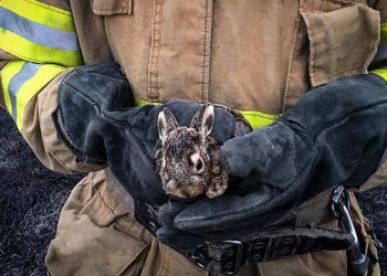 На Тернопільщині вогнеборці врятували маленьке зайченя (Фото)