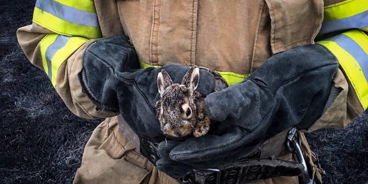 На Тернопільщині вогнеборці врятували маленьке зайченя (Фото)