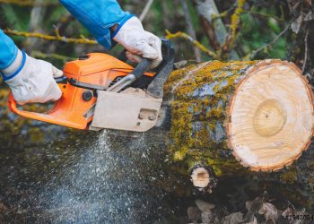 Чоловік вирізав ліс біля Тернополя, щоб продати деревину