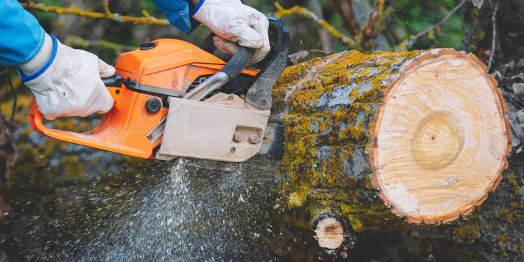 Чоловік вирізав ліс біля Тернополя, щоб продати деревину