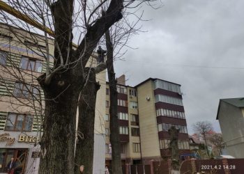 “Відмовилися надавати пояснення”: у Тернополі зрізали липи (Фото)