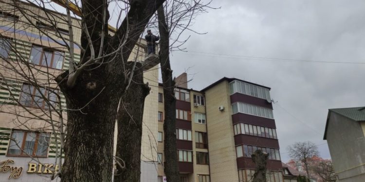 “Відмовилися надавати пояснення”: у Тернополі зрізали липи (Фото)