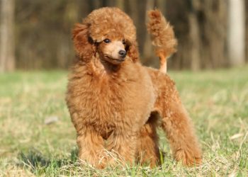 На Тернопільщині чоловік хотів купити собаку і втратив 18000 гривень