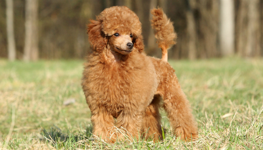 На Тернопільщині чоловік хотів купити собаку і втратив 18000 гривень